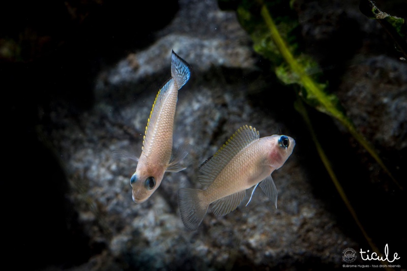 Neolamprologus leloupi